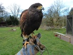 140216 Falkner 05