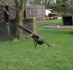 140216 Falkner 09