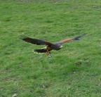 140216 Falkner 10