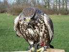 140216 Falkner 12