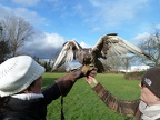140216 Falkner 13