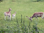 240705 DM2024-BurgFeuerstein 128